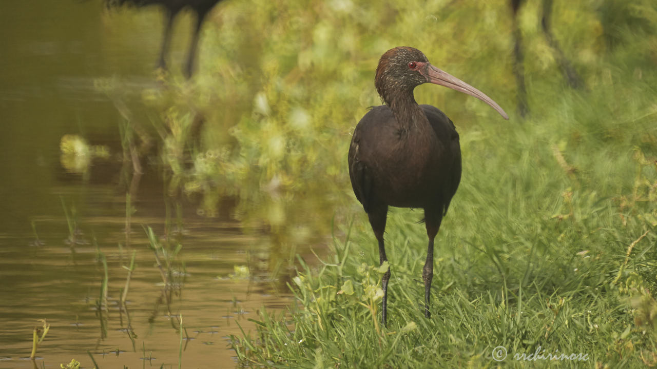 Puna ibis