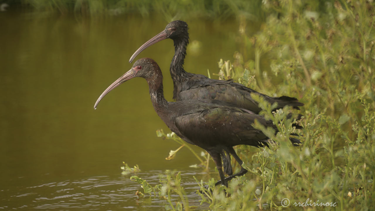 Puna ibis