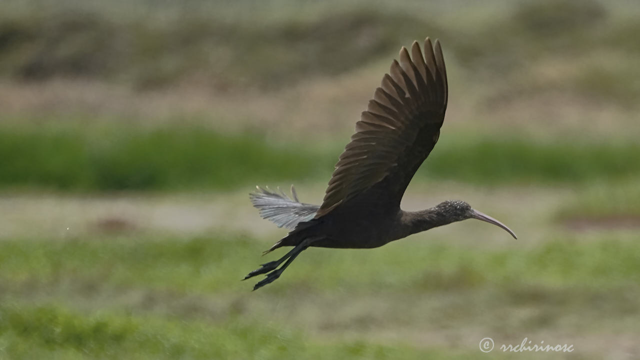 Puna ibis