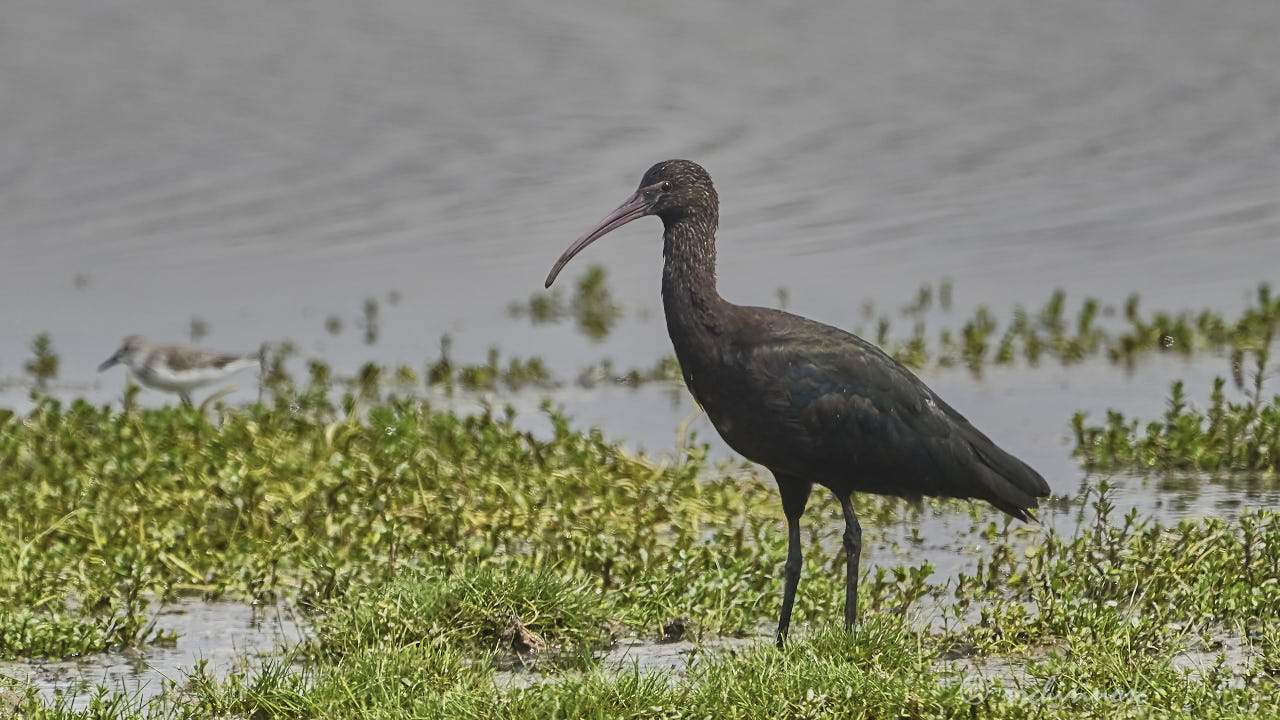 Puna ibis