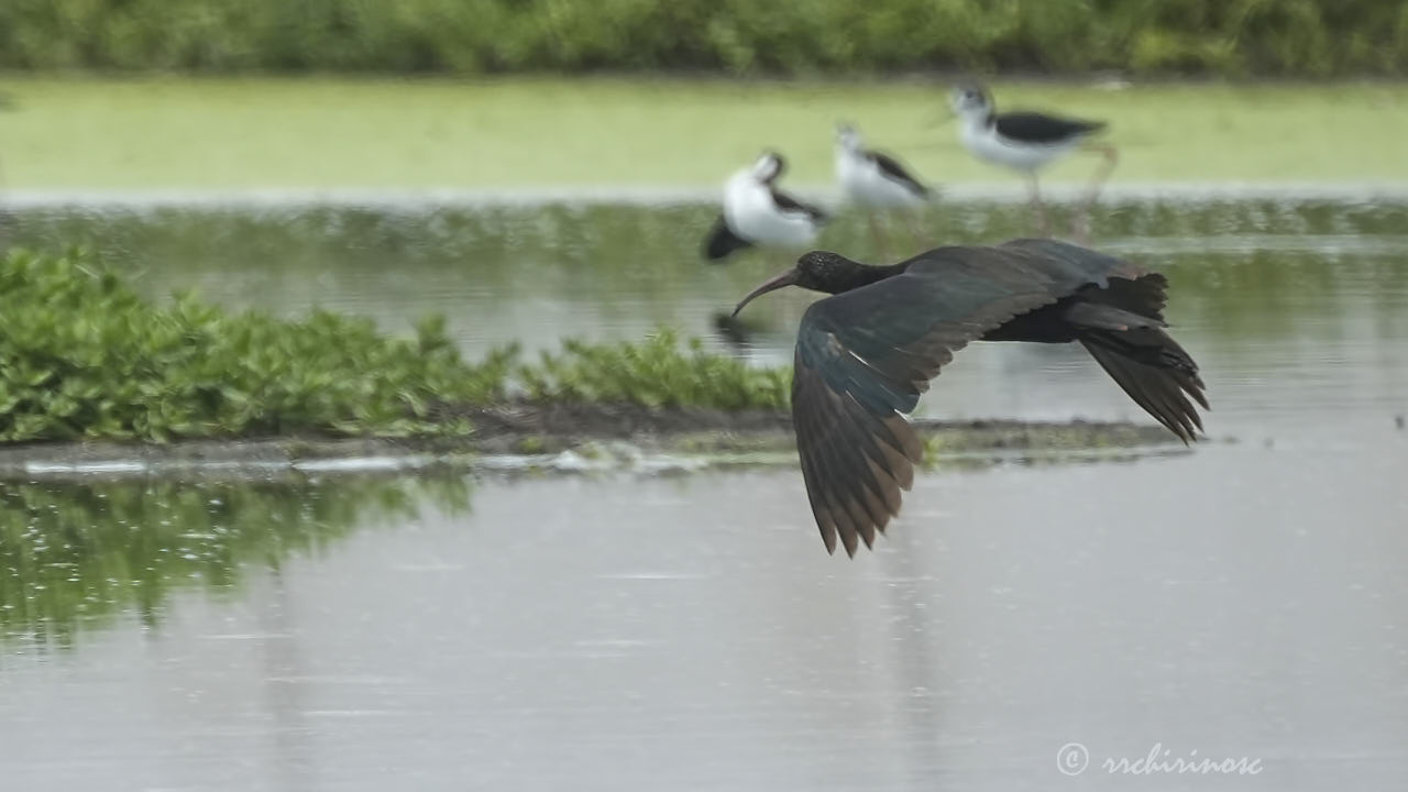 Puna ibis