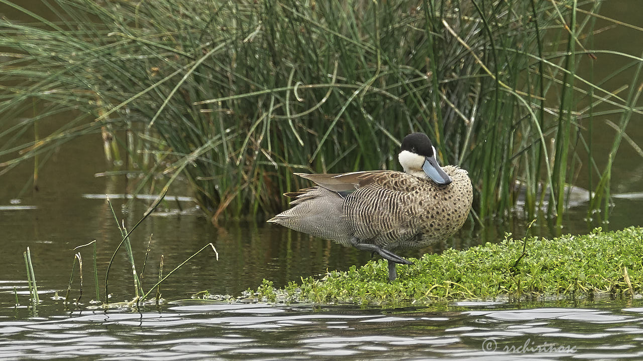 Puna teal