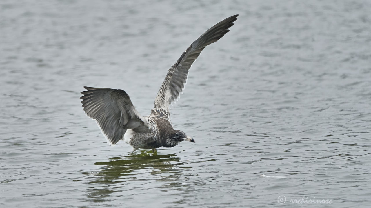 Belcher's gull