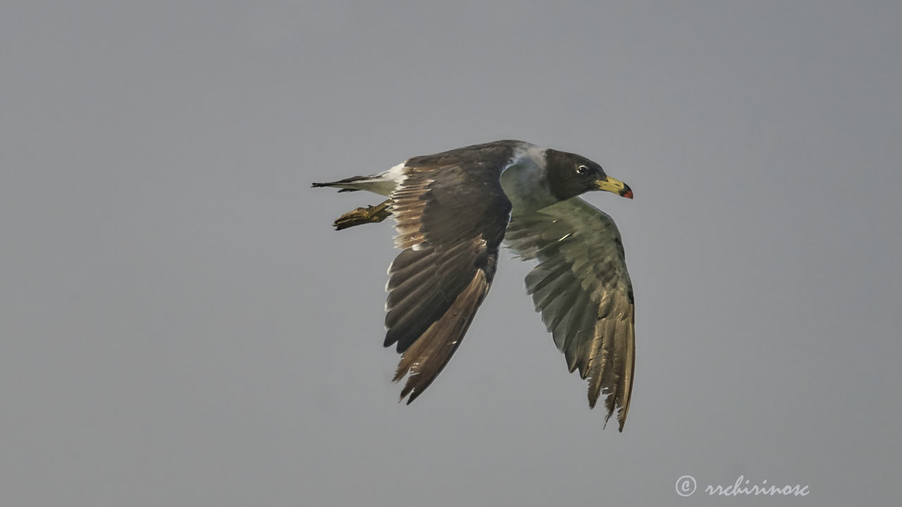 Belcher's gull