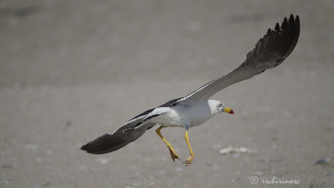 Belcher's gull