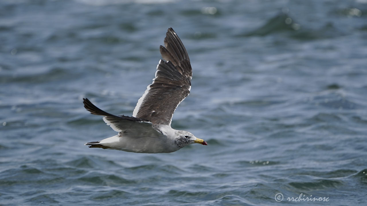 Belcher's gull