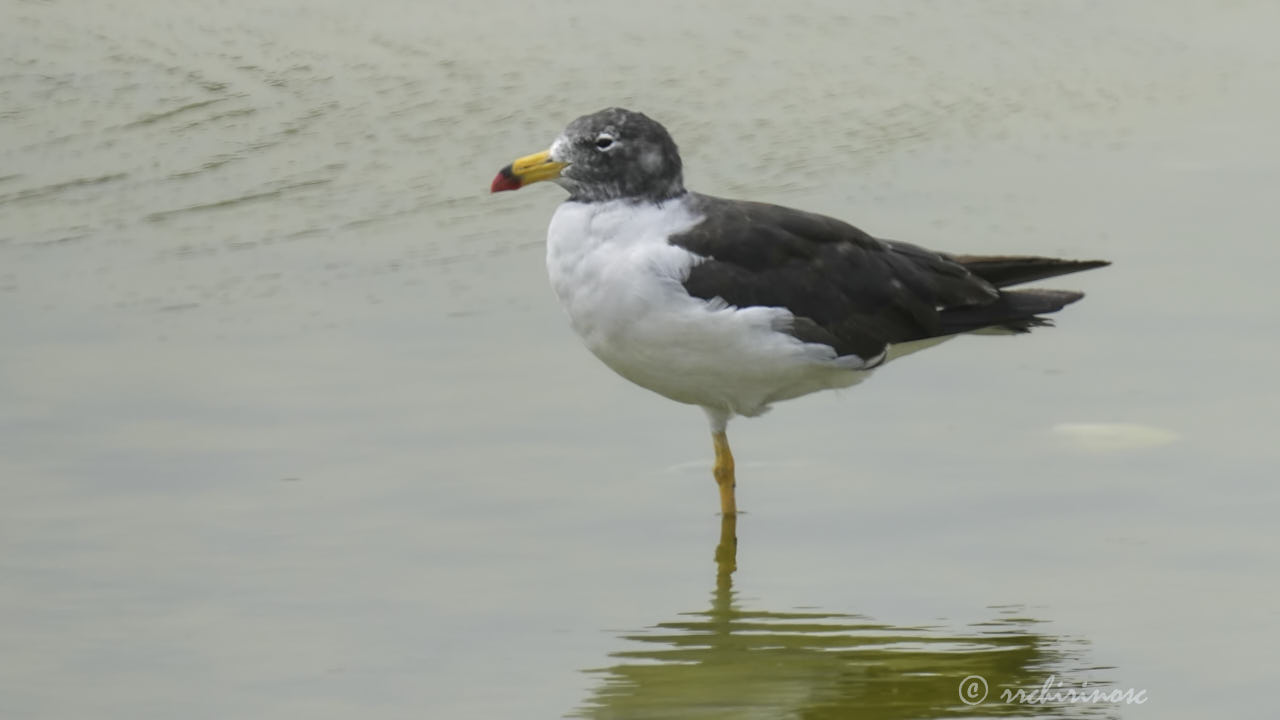 Belcher's gull