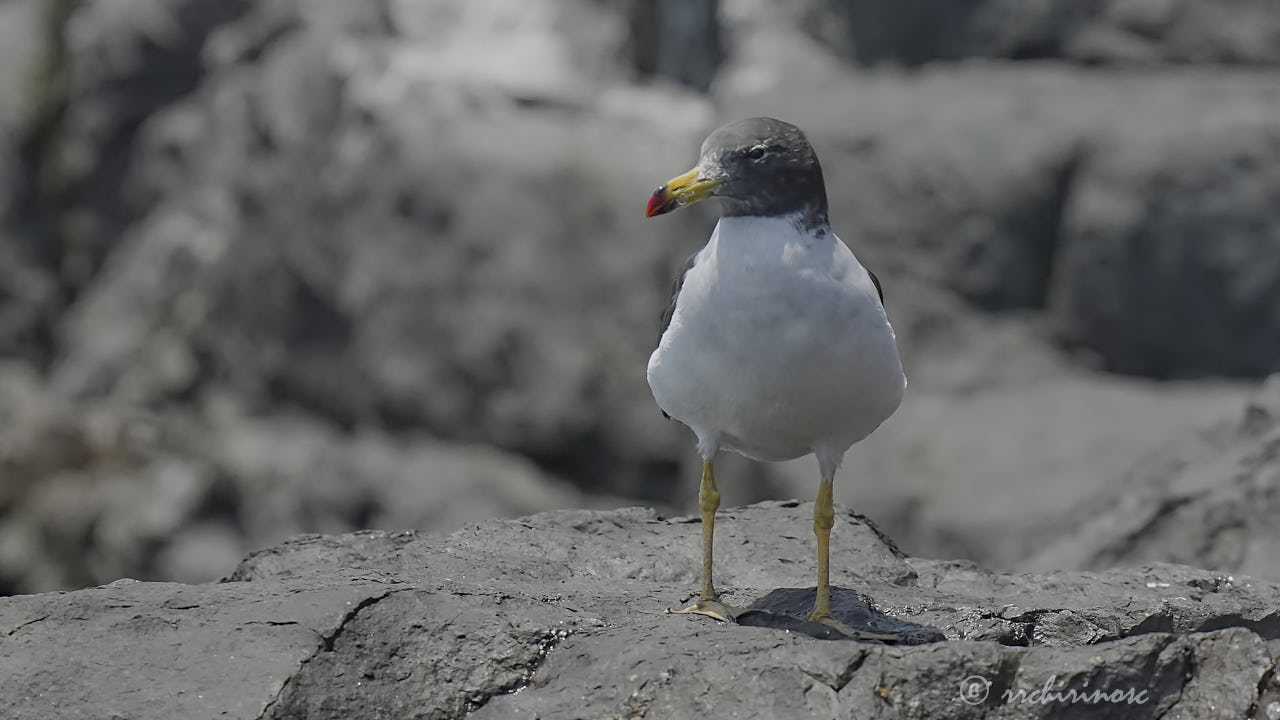 Belcher's gull