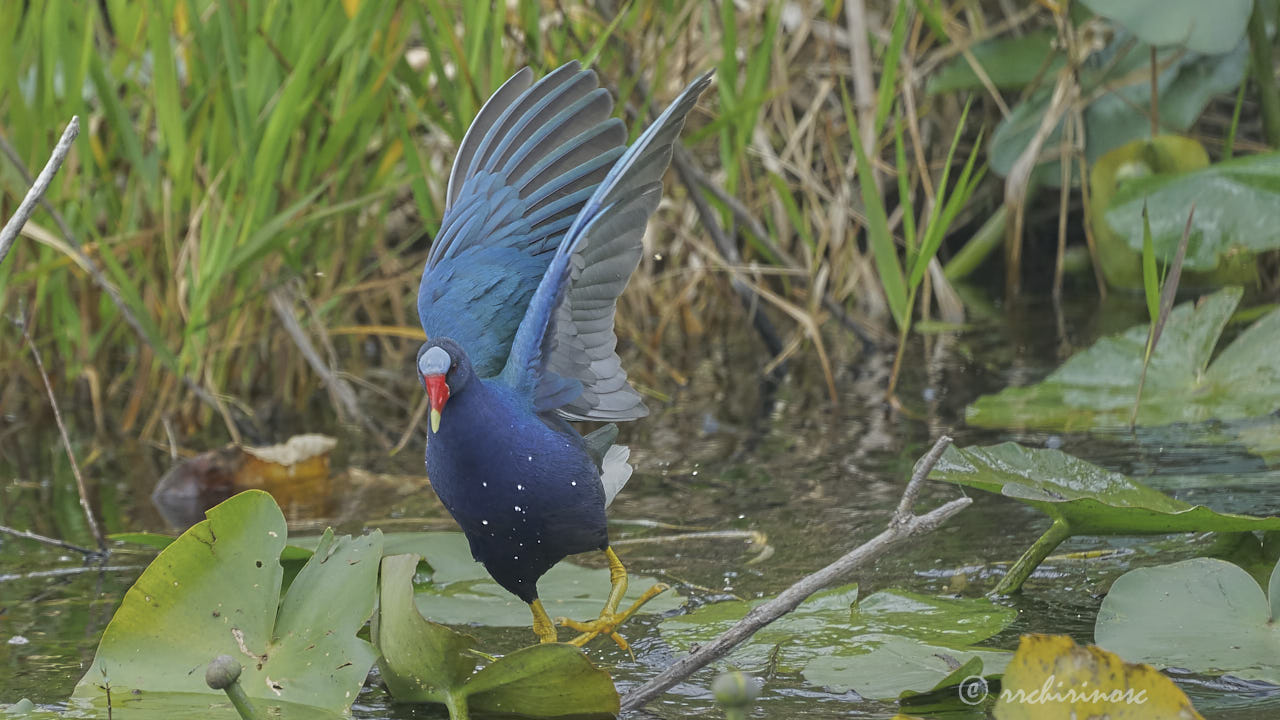 Purple gallinule