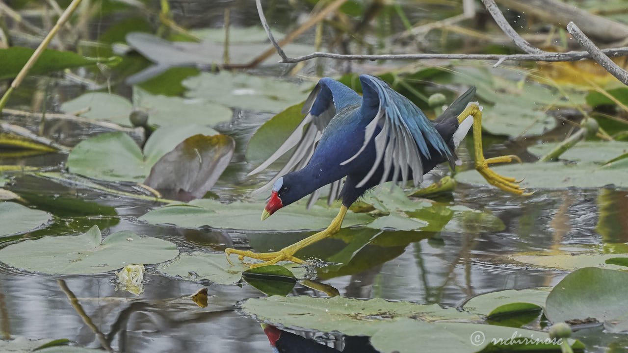 Purple gallinule