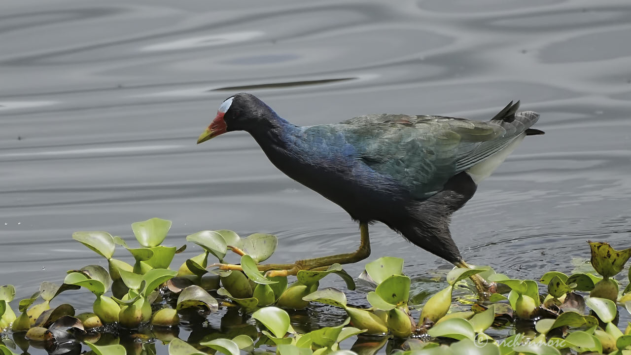 Purple gallinule