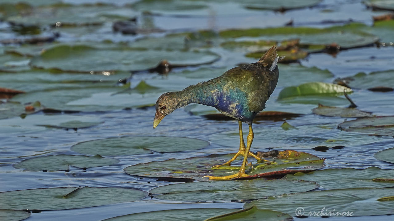 Purple gallinule