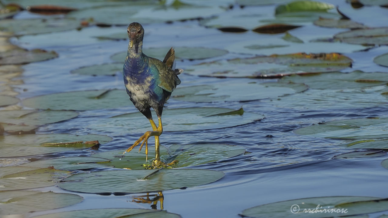 Purple gallinule