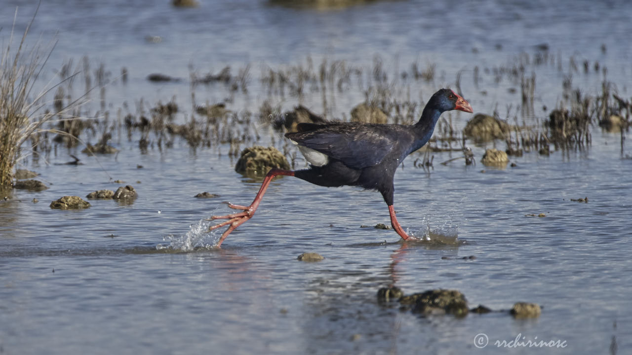 Western swamphen