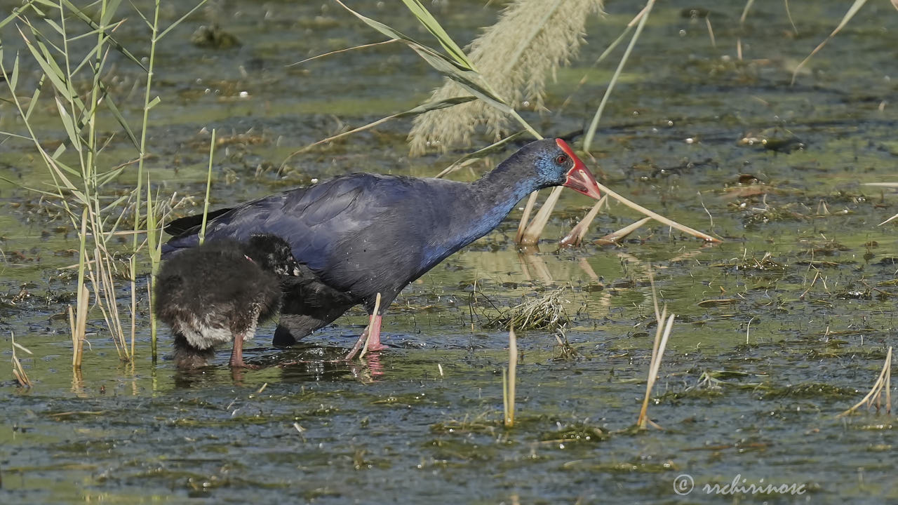 Western swamphen