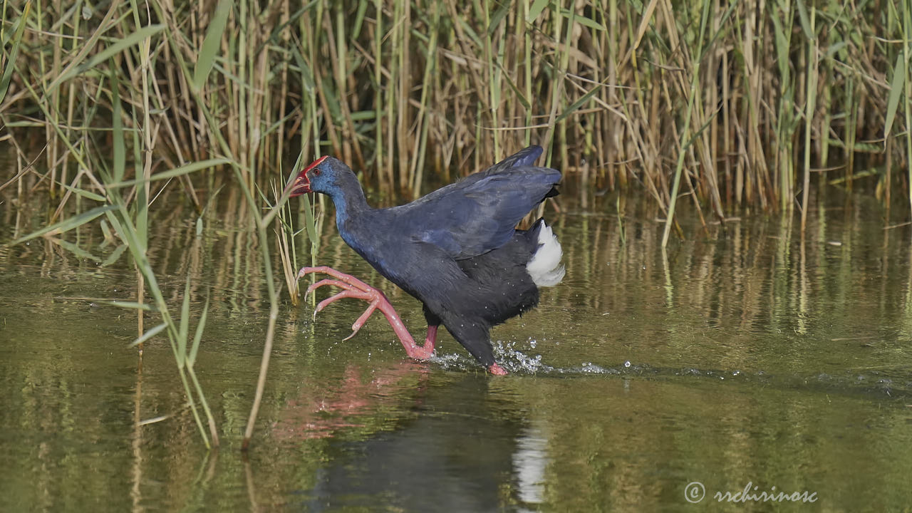 Western swamphen