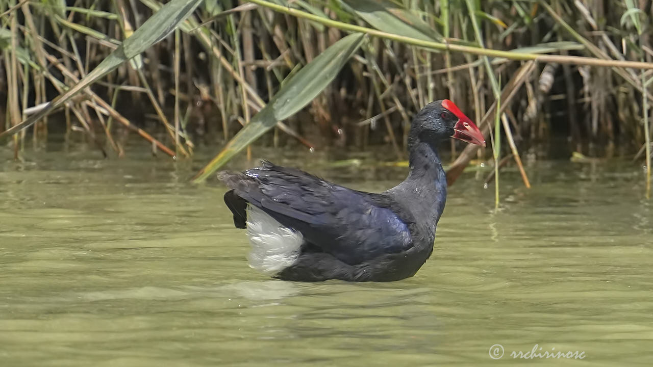 Western swamphen