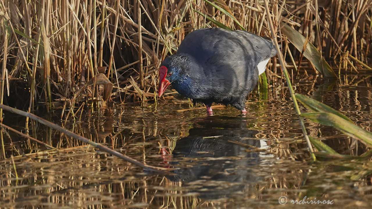 Western swamphen