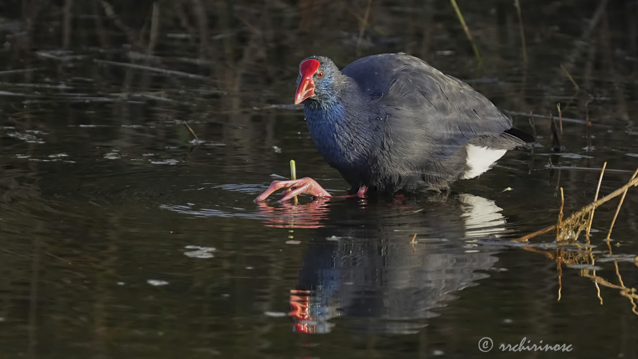 Western swamphen