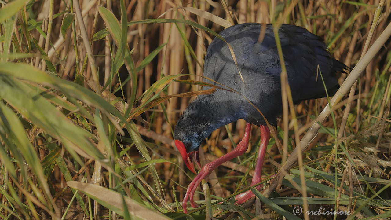 Western swamphen