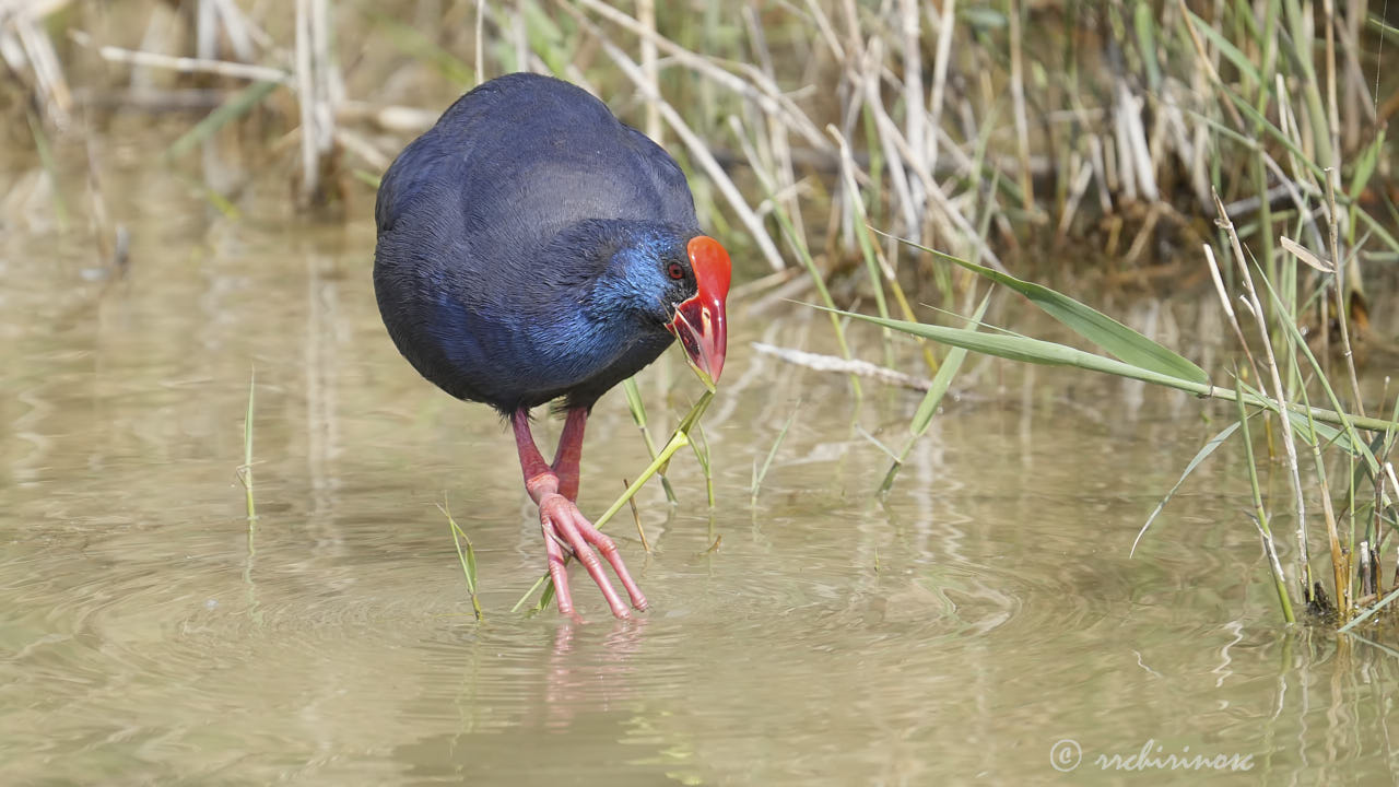 Western swamphen