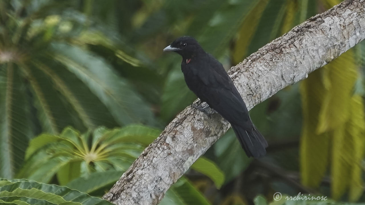 Purple-throated fruitcrow