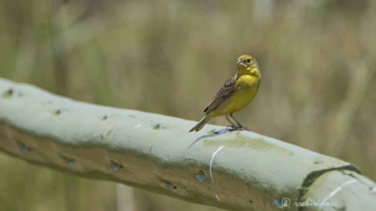 Raimondi's yellow finch