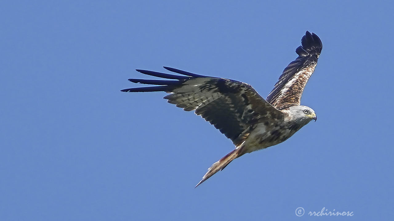 Red kite