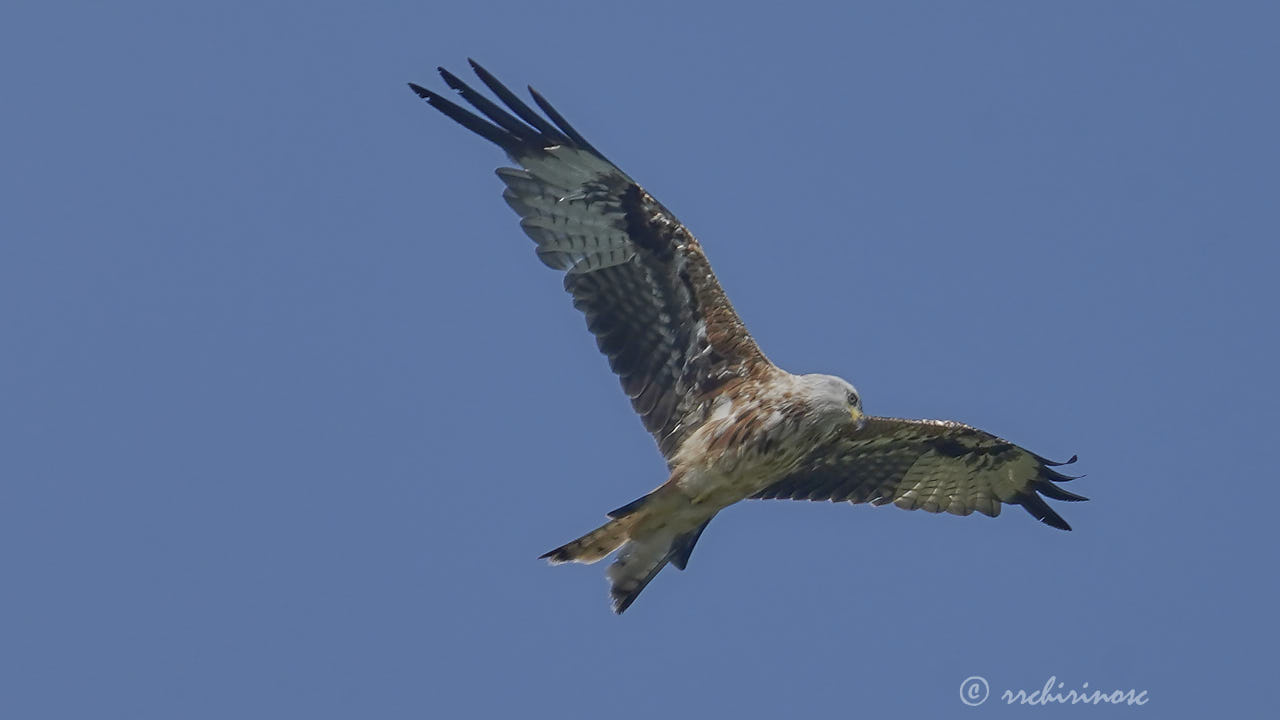 Red kite