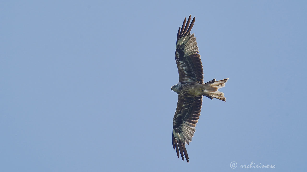 Red kite