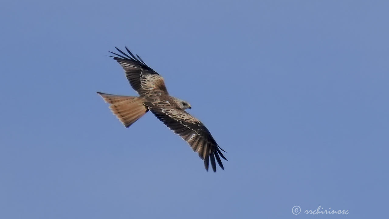 Red kite