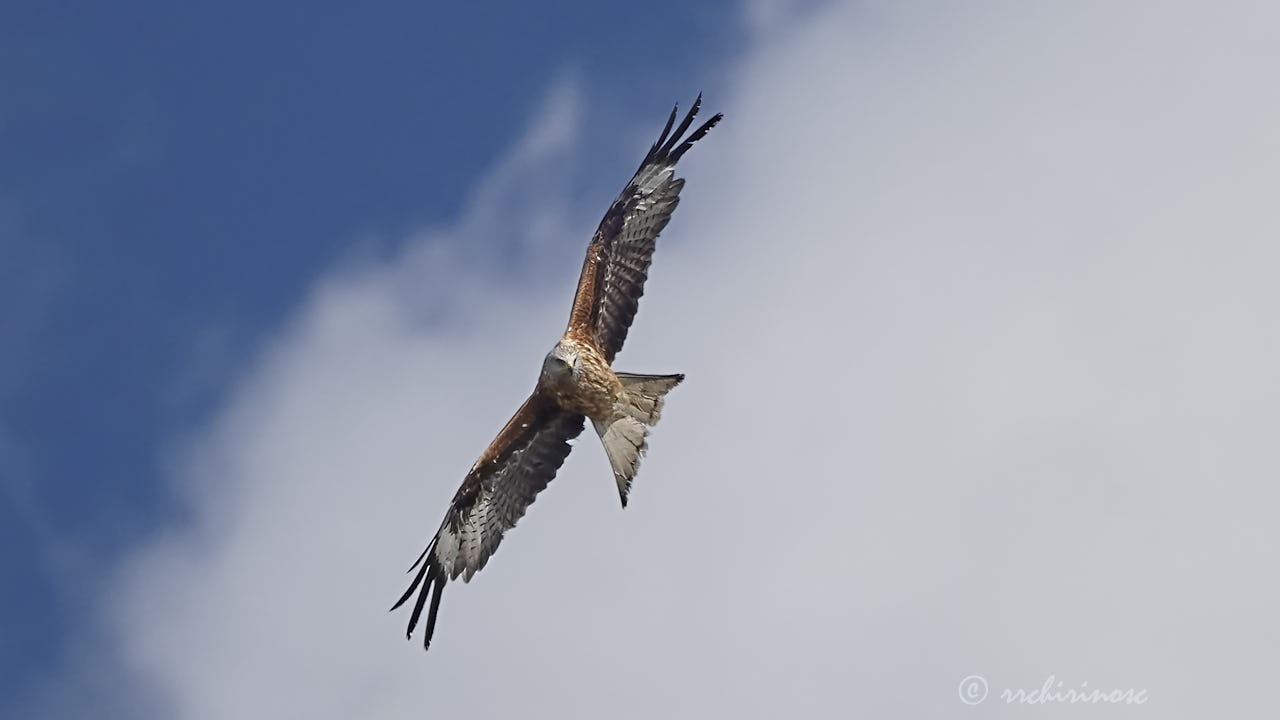 Red kite