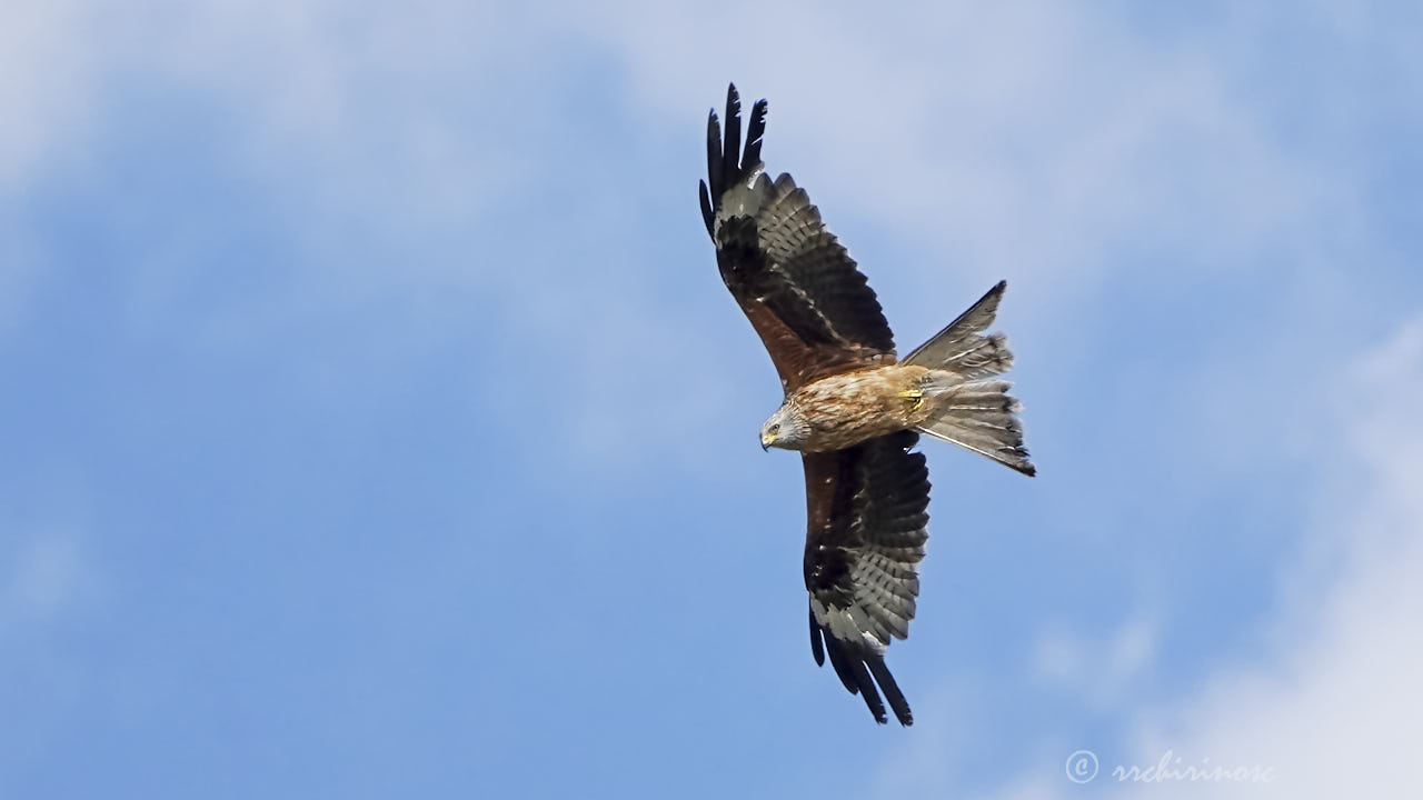 Red kite