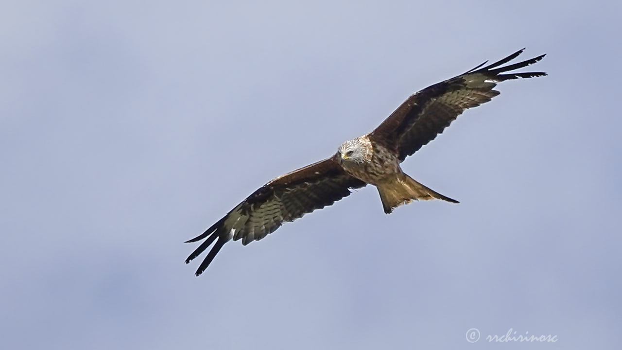 Red kite