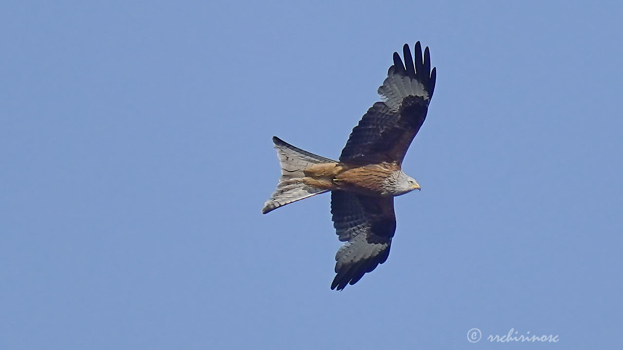 Red kite