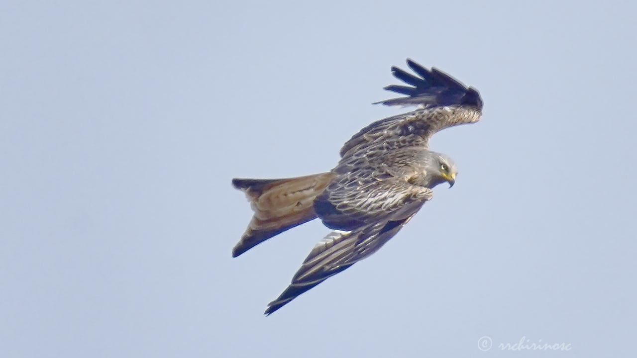 Red kite