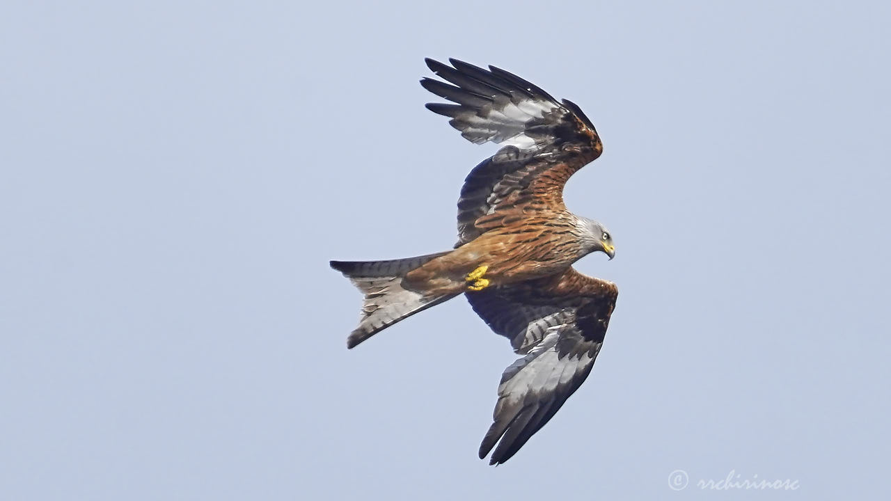 Red kite