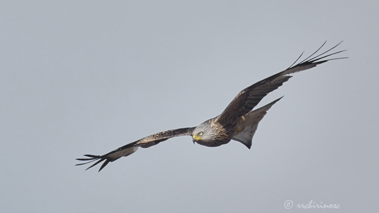 Red kite