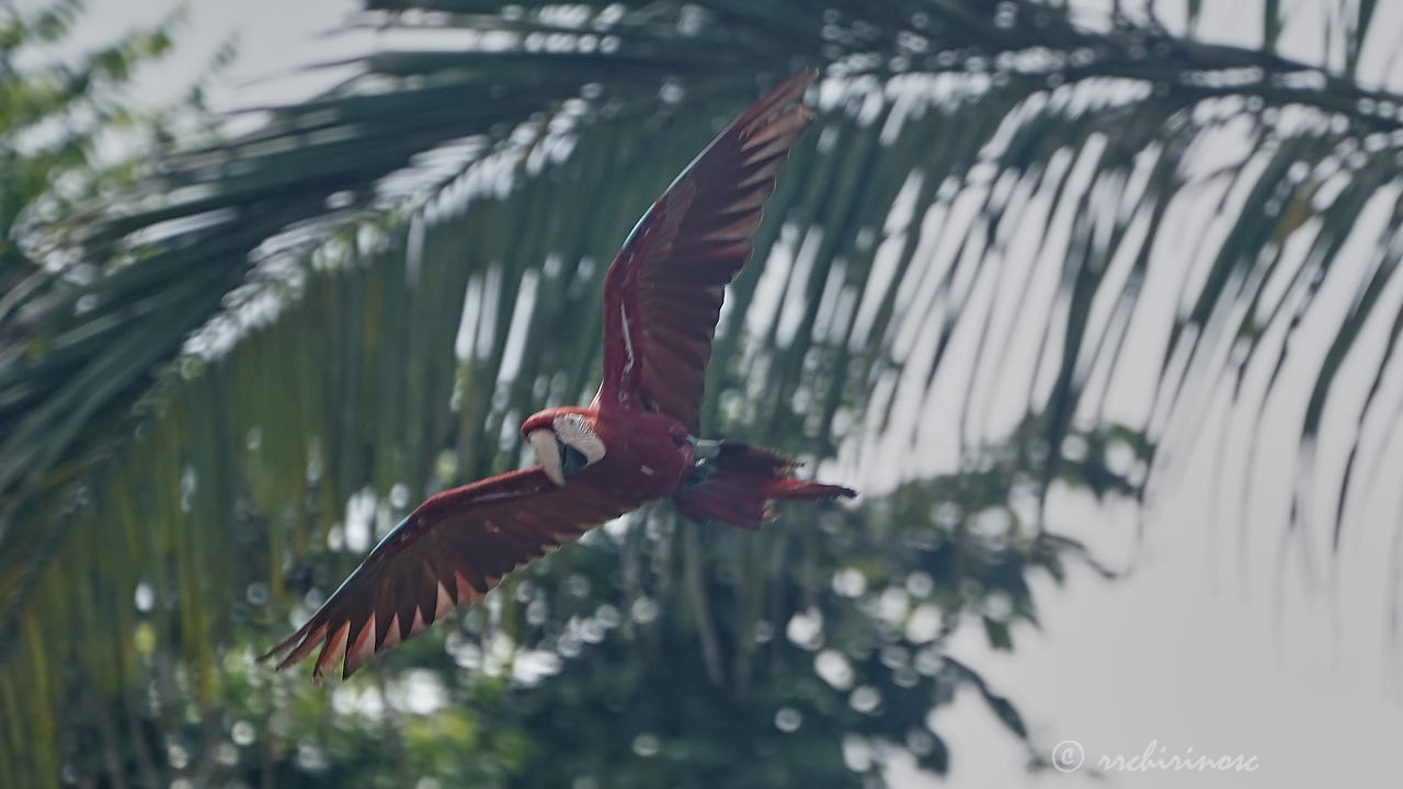 Red-and-green macaw