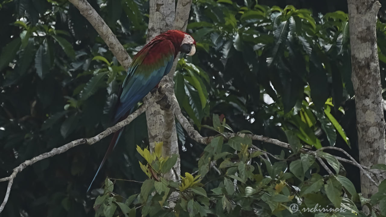 Red-and-green macaw