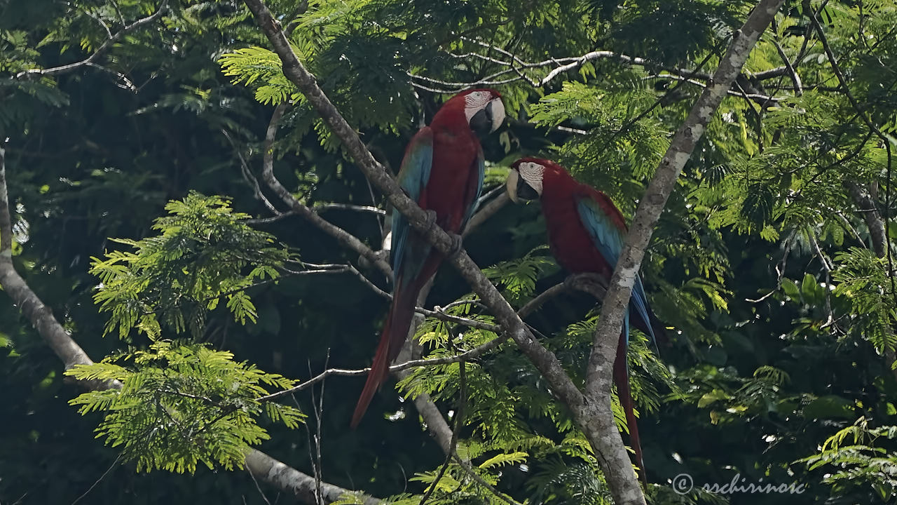 Red-and-green macaw