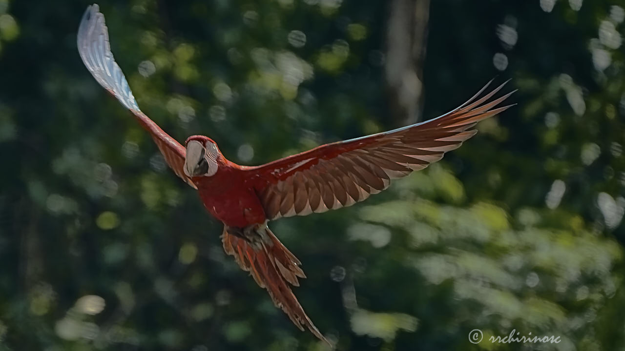 Red-and-green macaw