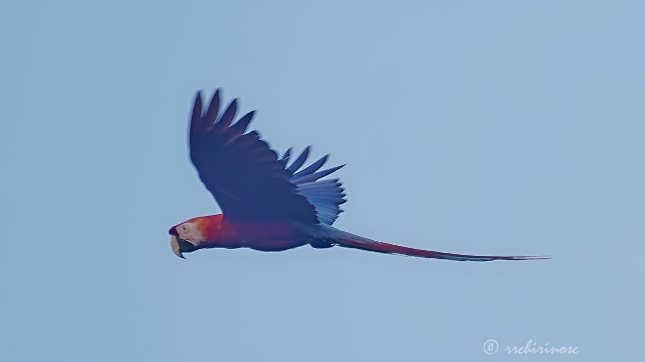 Red-and-green macaw