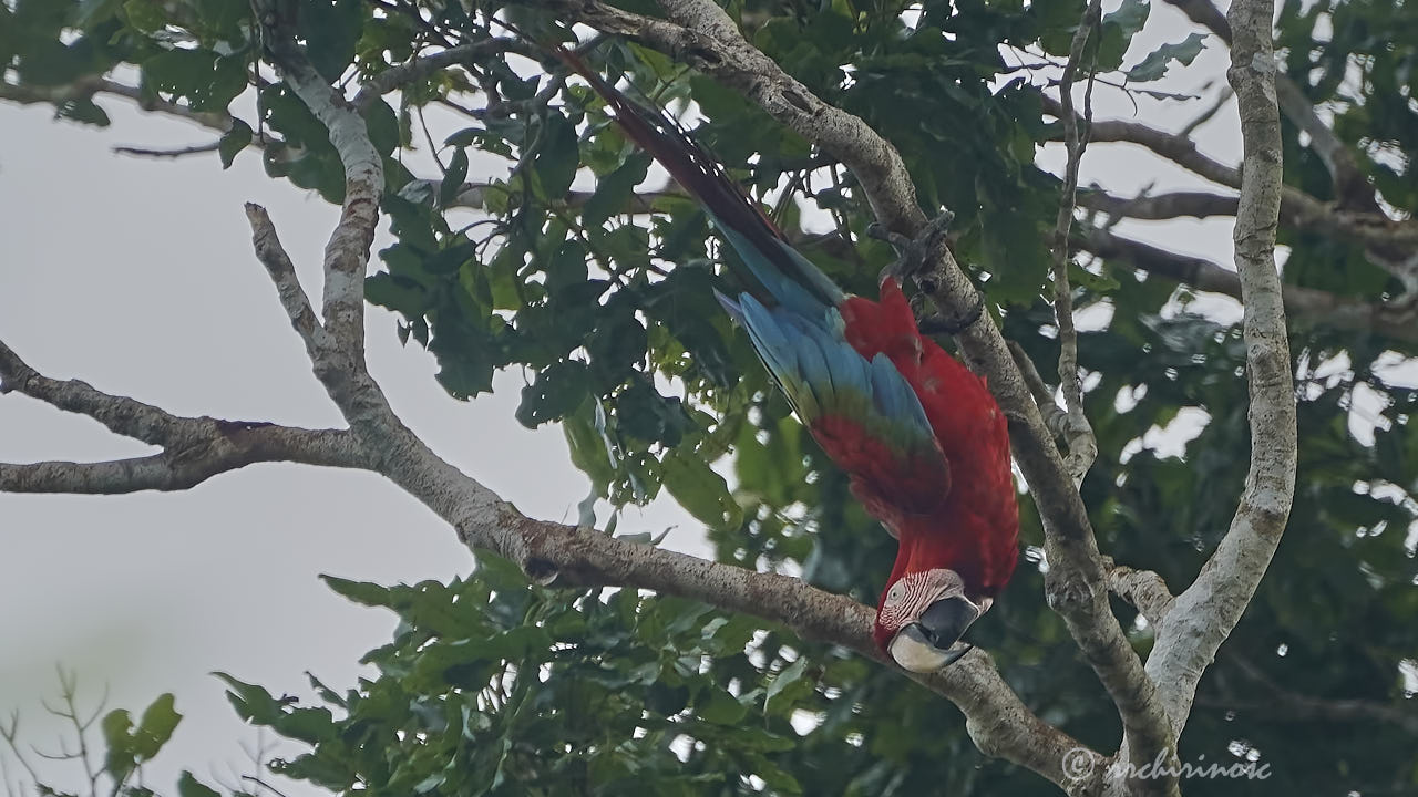 Red-and-green macaw