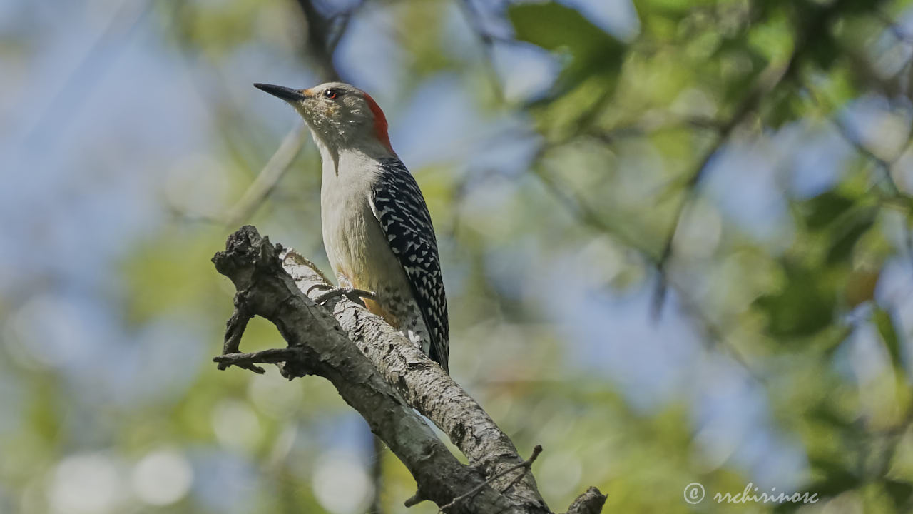 Red-bellied woodpecker