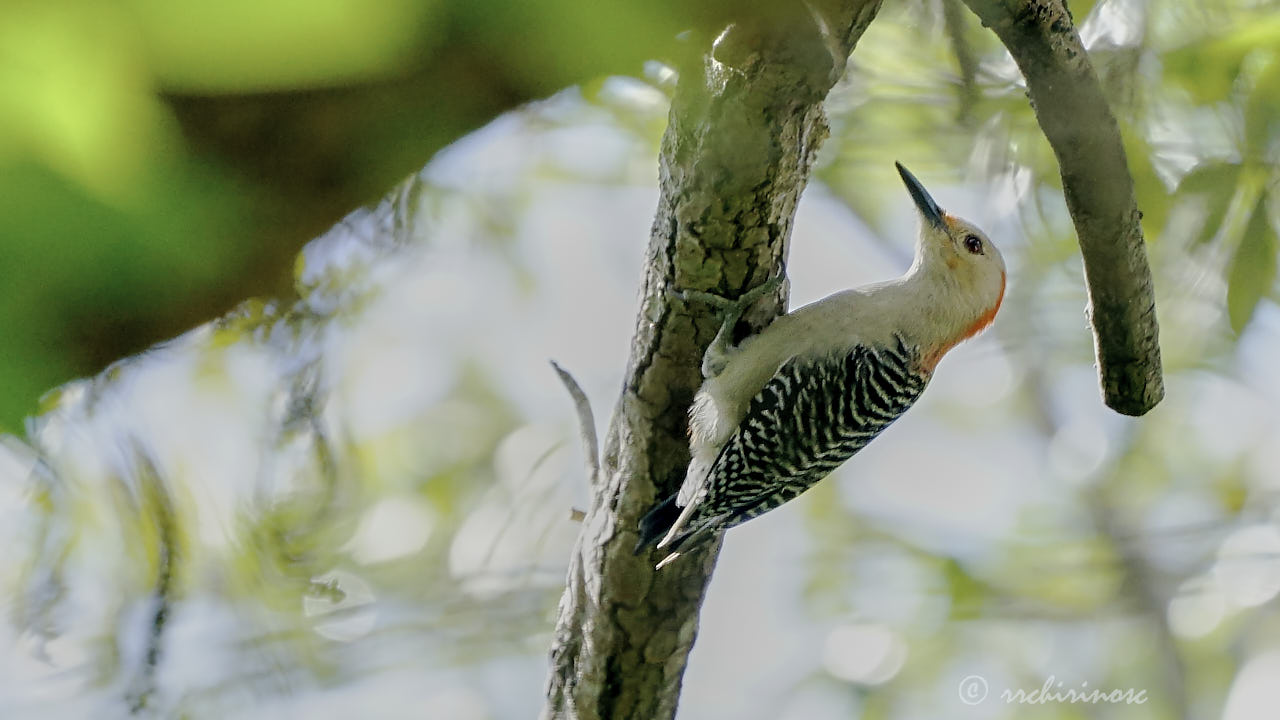 Red-bellied woodpecker