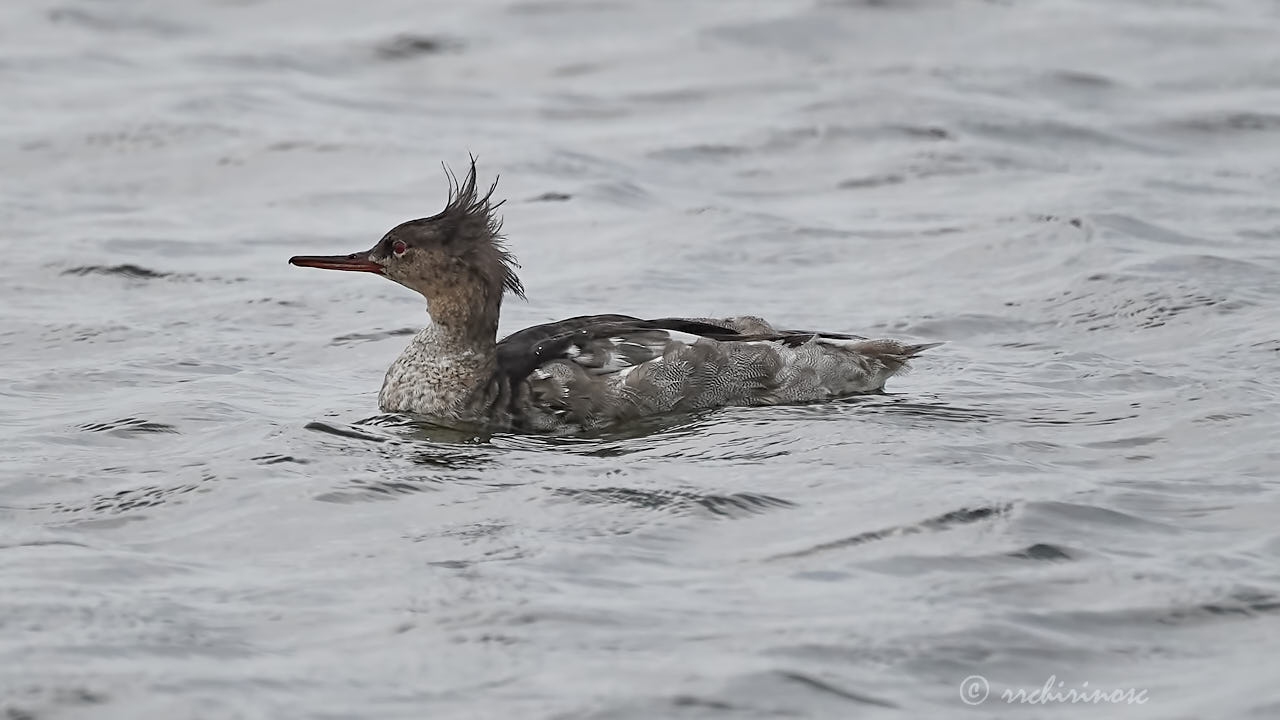 Red-breasted merganser