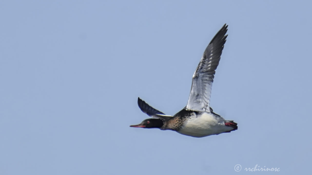 Red-breasted merganser