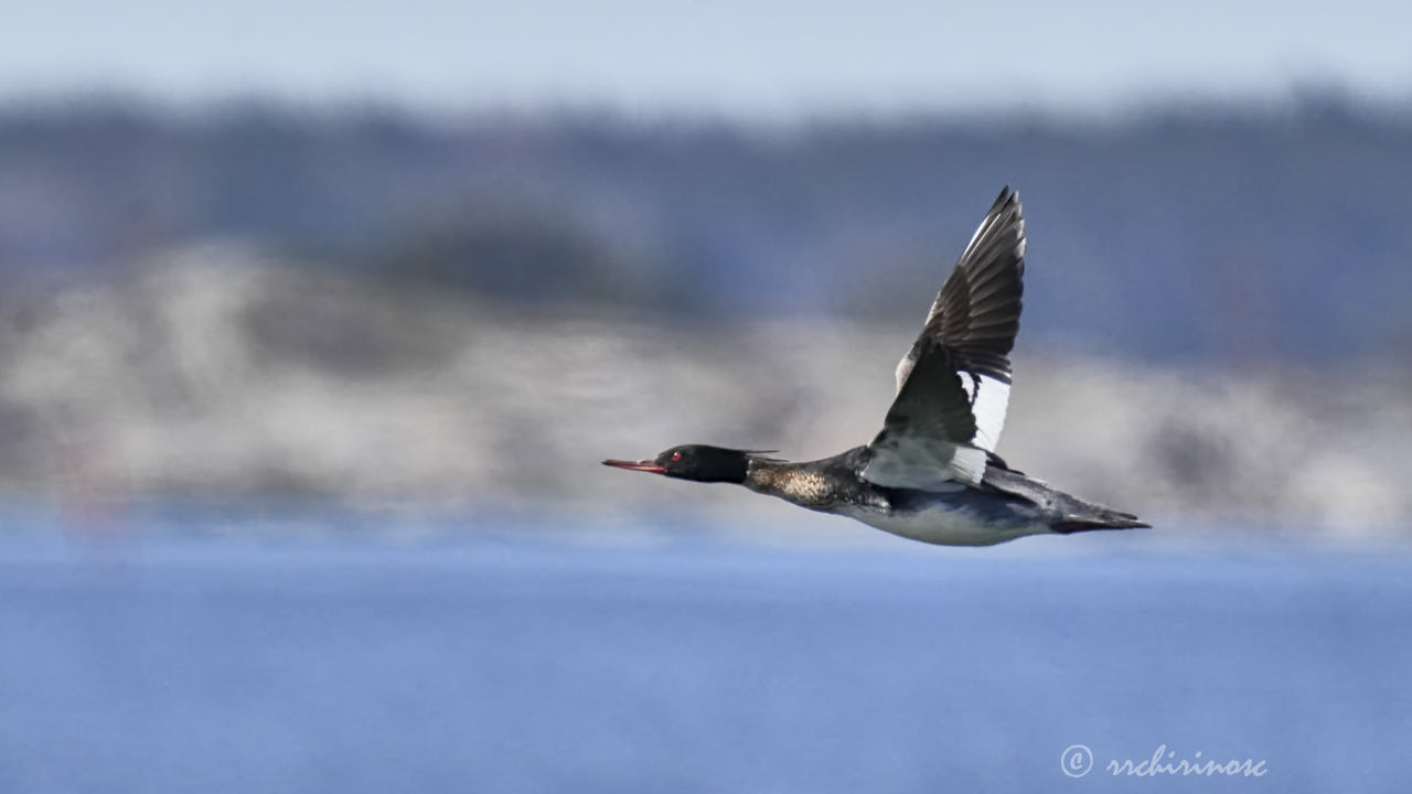 Red-breasted merganser