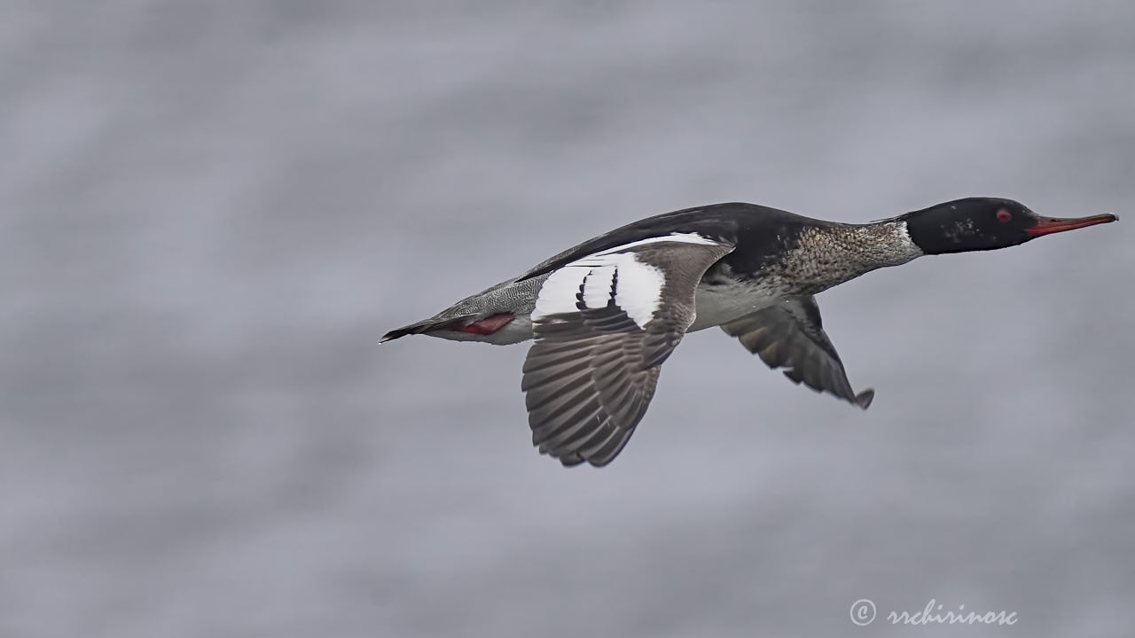 Red-breasted merganser